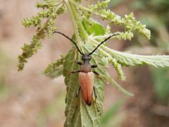 Gemeiner Bockkäfer (Stichocleptura rubra) - Männchen