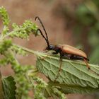 Gemeiner Bockkäfer (Stichocleptura rubra) - Männchen auf Brennessel