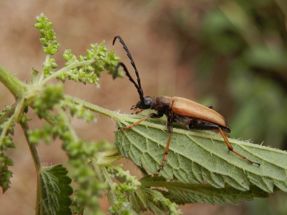 Gemeiner Bockkäfer (Stichocleptura rubra) - Männchen auf Brennessel