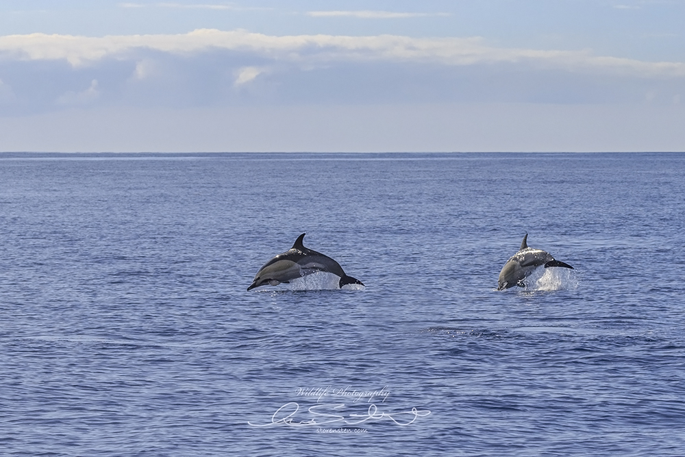 Gemeiner Delfin