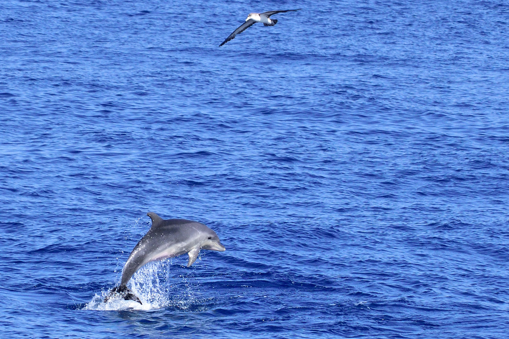 Gemeiner Delfin (Delphinus delphis)