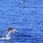 Gemeiner Delfin (Delphinus delphis)