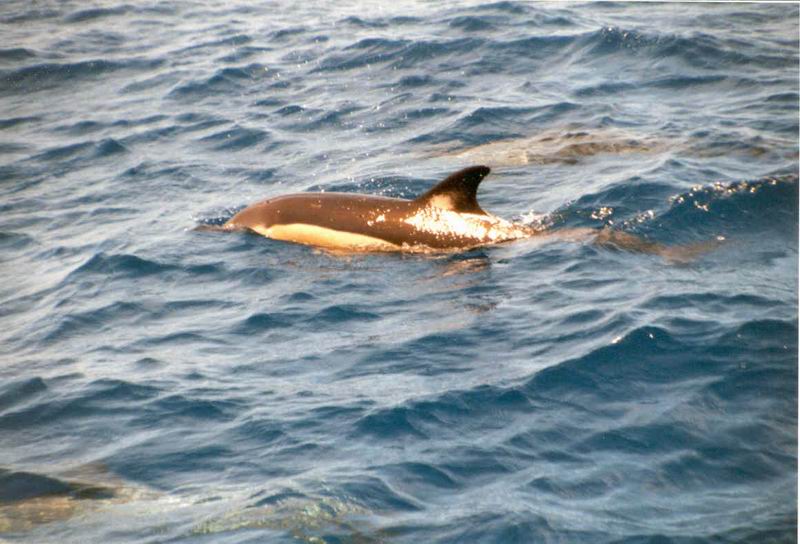 "Gemeiner Delphin" (Delphinus delphis)