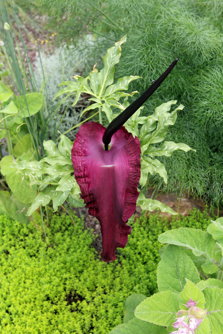 Gemeiner Drachenwurz Dracunculus vulgaris Foto & Bild natur