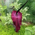 Gemeiner Drachenwurz -Dracunculus vulgaris-