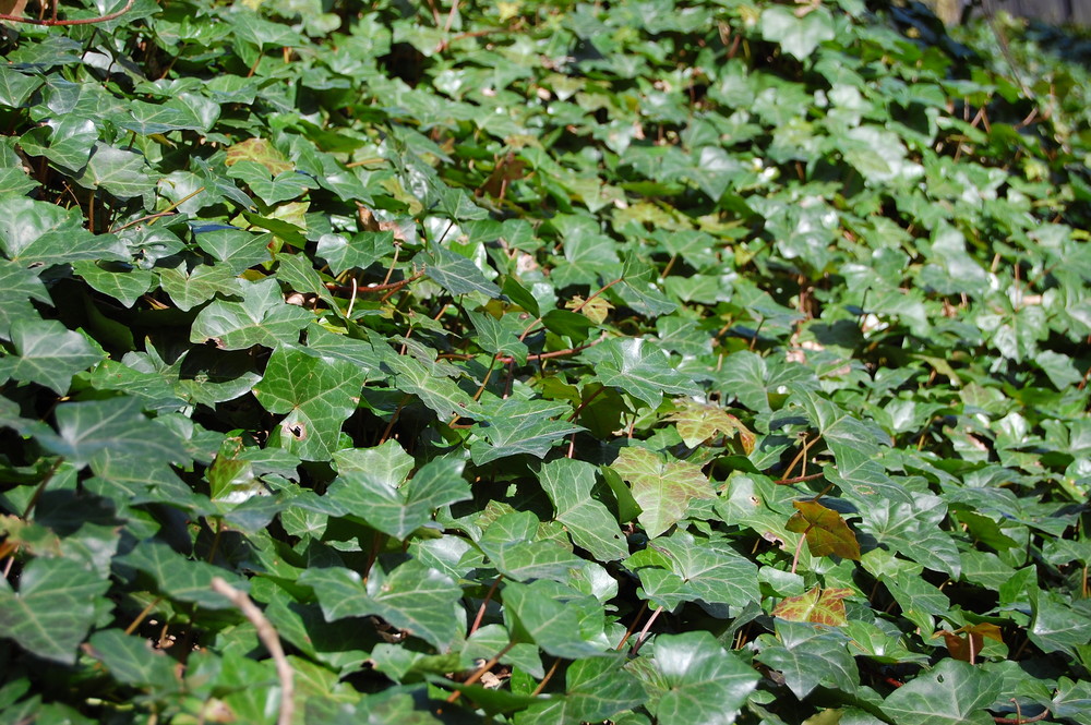 Gemeiner Efeu bedeckt ein Stück Waldboden