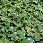 Gemeiner Efeu bedeckt ein Stück Waldboden