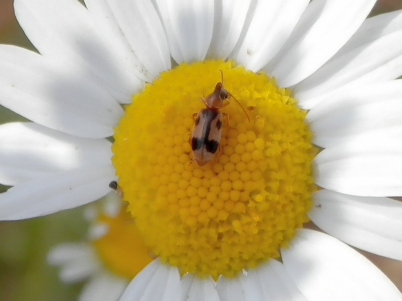 Gemeiner Einhornkäfer (Notoxus monoceros)