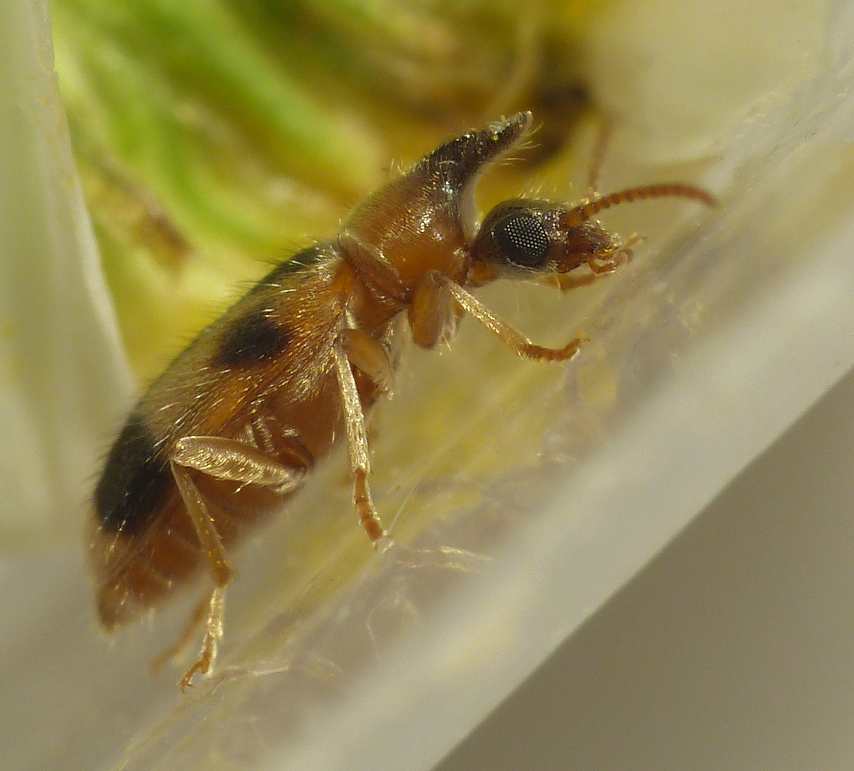 Gemeiner Einhornkäfer (Notoxus monoceros) im Supermakro