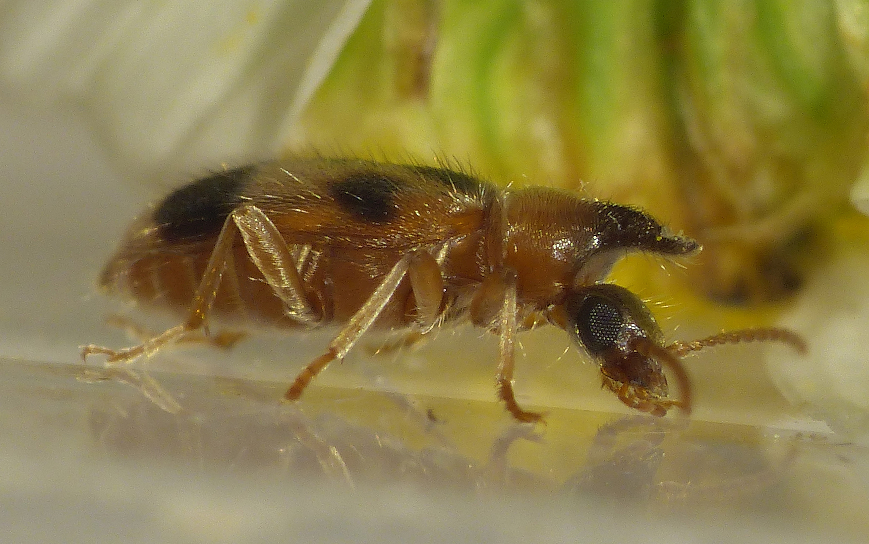 Gemeiner Einhornkäfer (Notoxus monoceros) - Seitenansicht