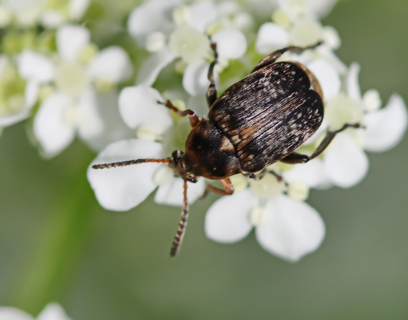 Gemeiner Erbsenkäfer,Bruchus pisorum