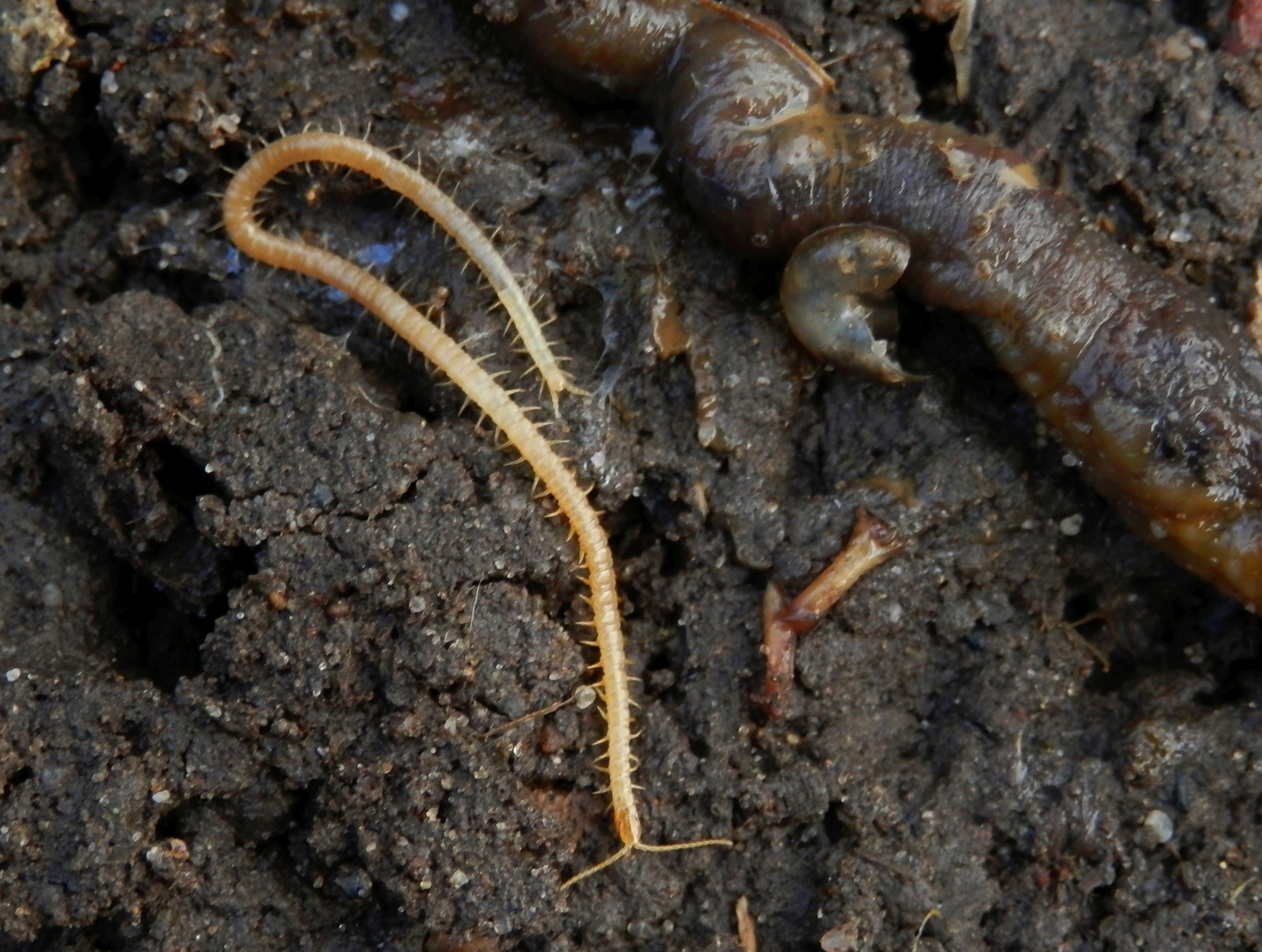 Gemeiner Erdläufer (Geophilus longicornis) - Ein Tier der Unterwelt Foto & Bild | tiere ...