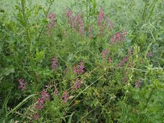 Gemeiner Erdrauch, Fumaria officinalis