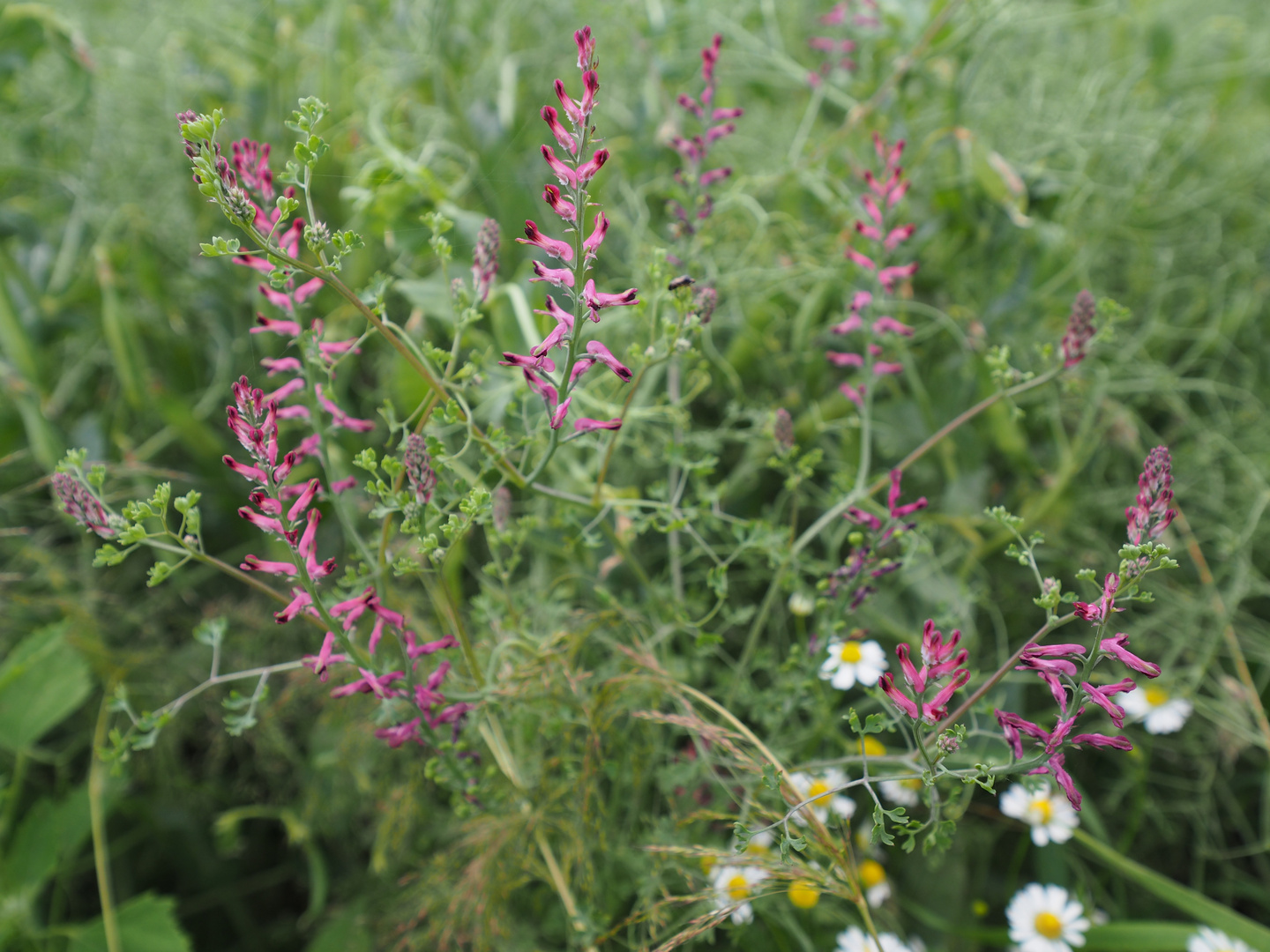 Gemeiner Erdrauch, Fumaria officinalis