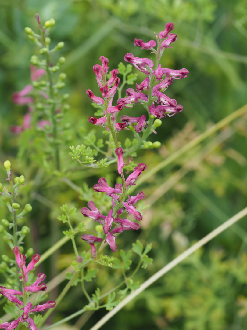 Gemeiner Erdrauch, Fumaria officinalis, Detail