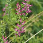 Gemeiner Erdrauch, Fumaria officinalis, Detail