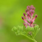 gemeiner Erdrauch - Fumaria officinalis