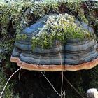 Gemeiner Feuerschwamm  - Phellinus pomaceus - Phellinus trivialis - Fomitopsis pinicola ( ? )