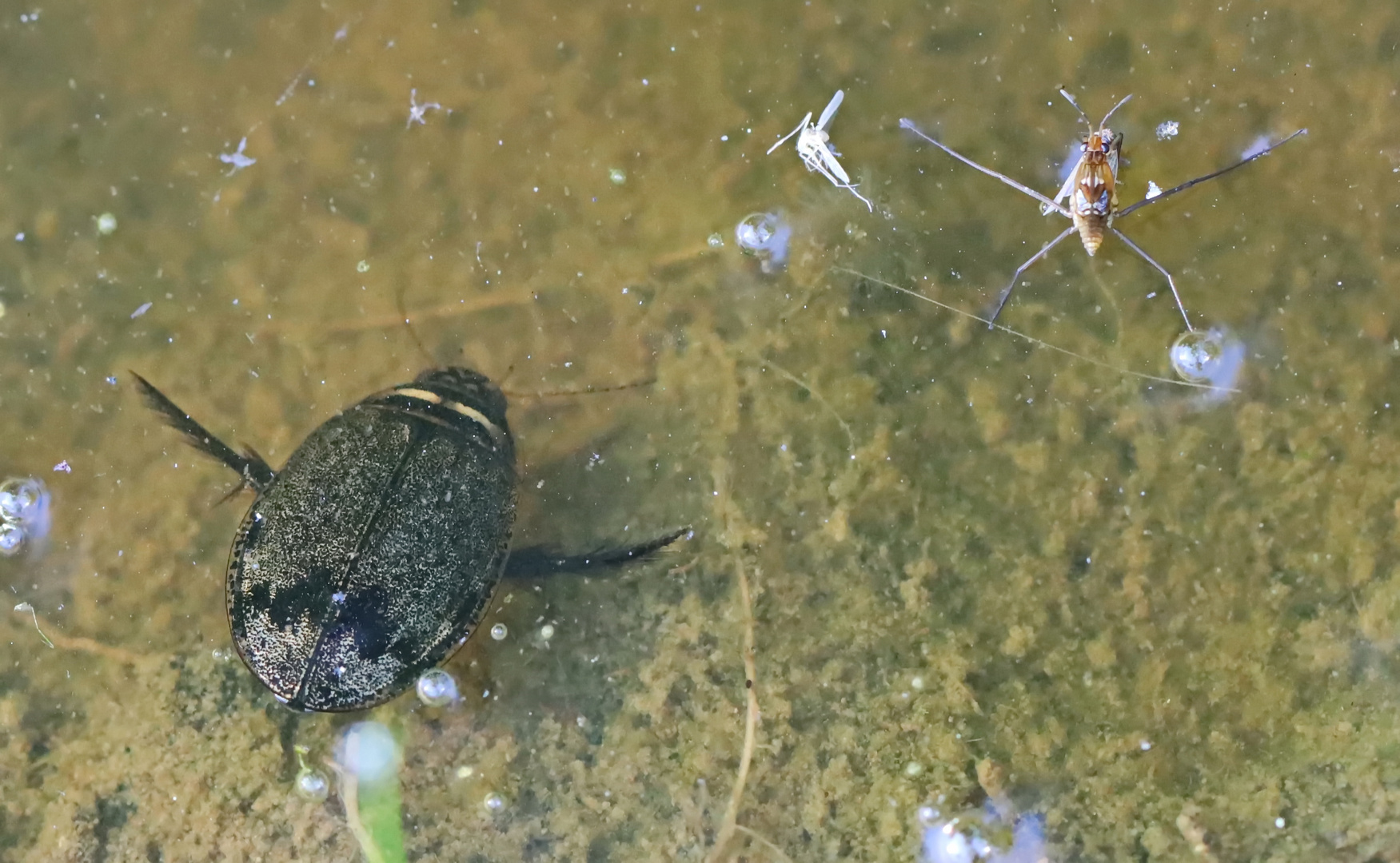 gemeiner Furchenschwimmer