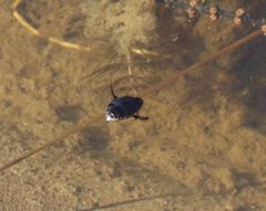 Gemeiner Furchenschwimmer (Acilius sulcatus)