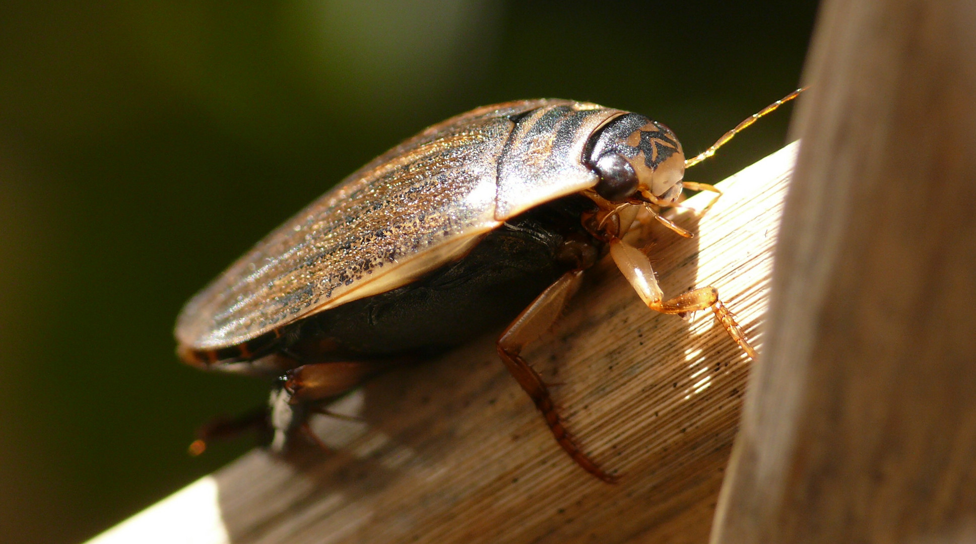 Gemeiner Furchenschwimmer (Acilius sulcatus)