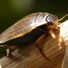 Gemeiner Furchenschwimmer (Acilius sulcatus)