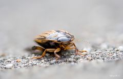 Gemeiner Furchenschwimmer