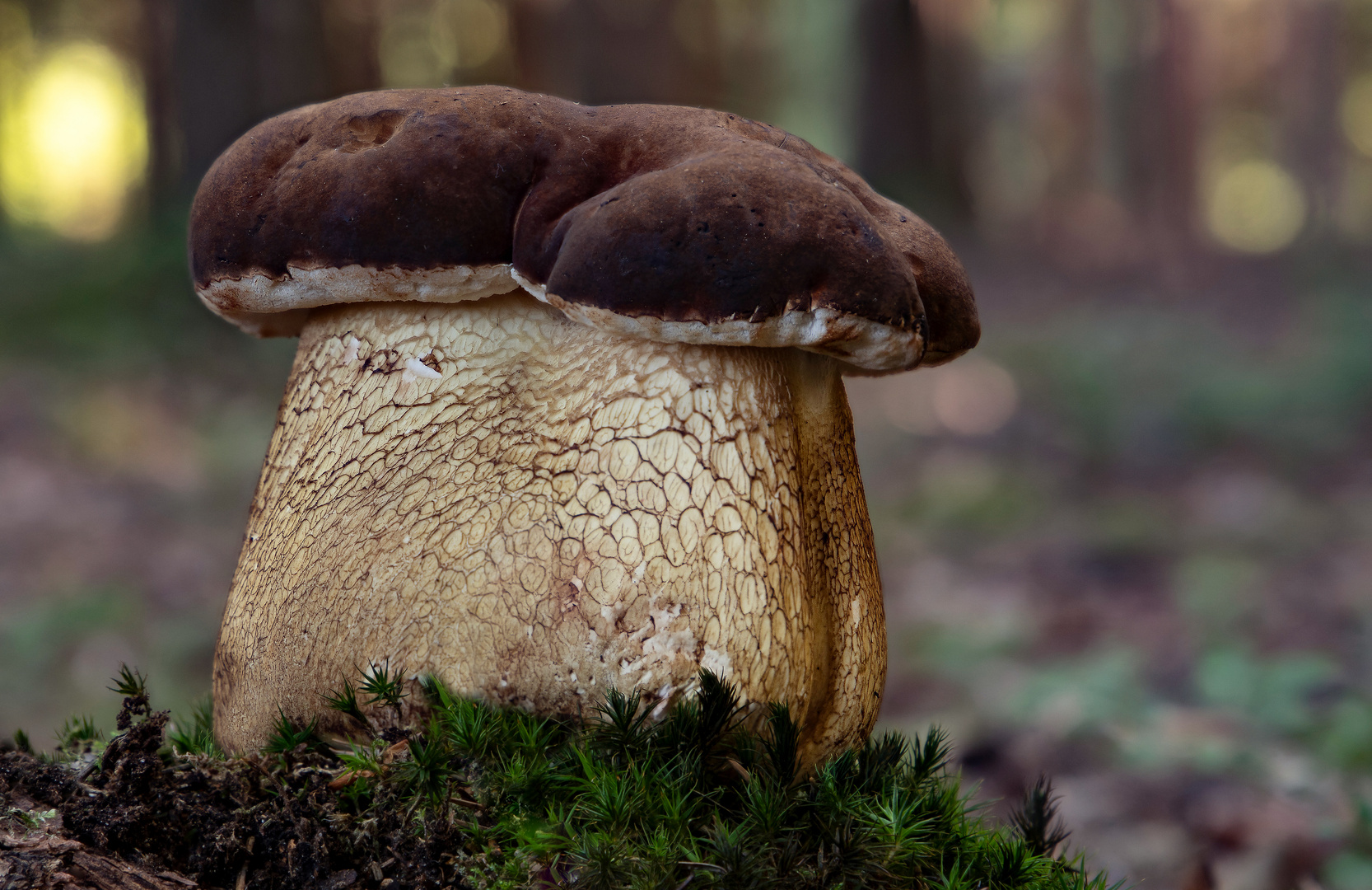 Gemeiner Gallenröhrling (Tylopilus felleus)