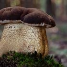 Gemeiner Gallenröhrling (Tylopilus felleus)