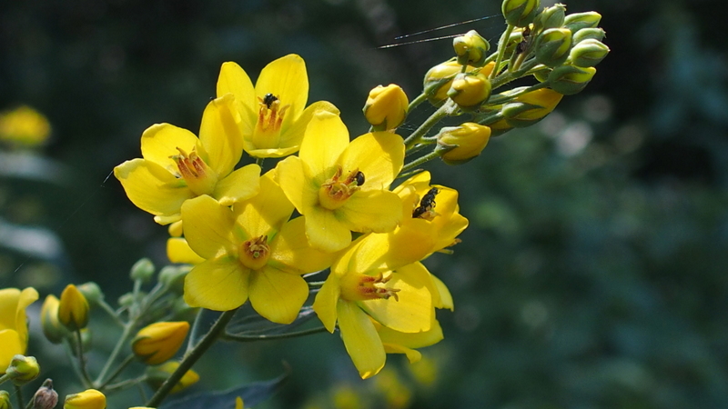 Gemeiner Gilbweiderich 'Lysimachia vulgaris'