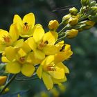 Gemeiner Gilbweiderich 'Lysimachia vulgaris'