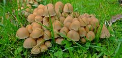 Gemeiner Glimmertintling (Coprinellus micaceus)