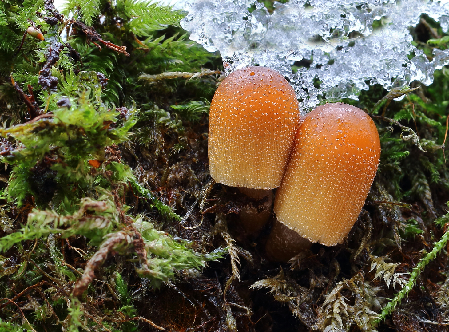 Gemeiner Glimmertintling/ Coprinellus micaceus