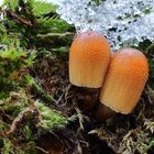 Gemeiner Glimmertintling/ Coprinellus micaceus