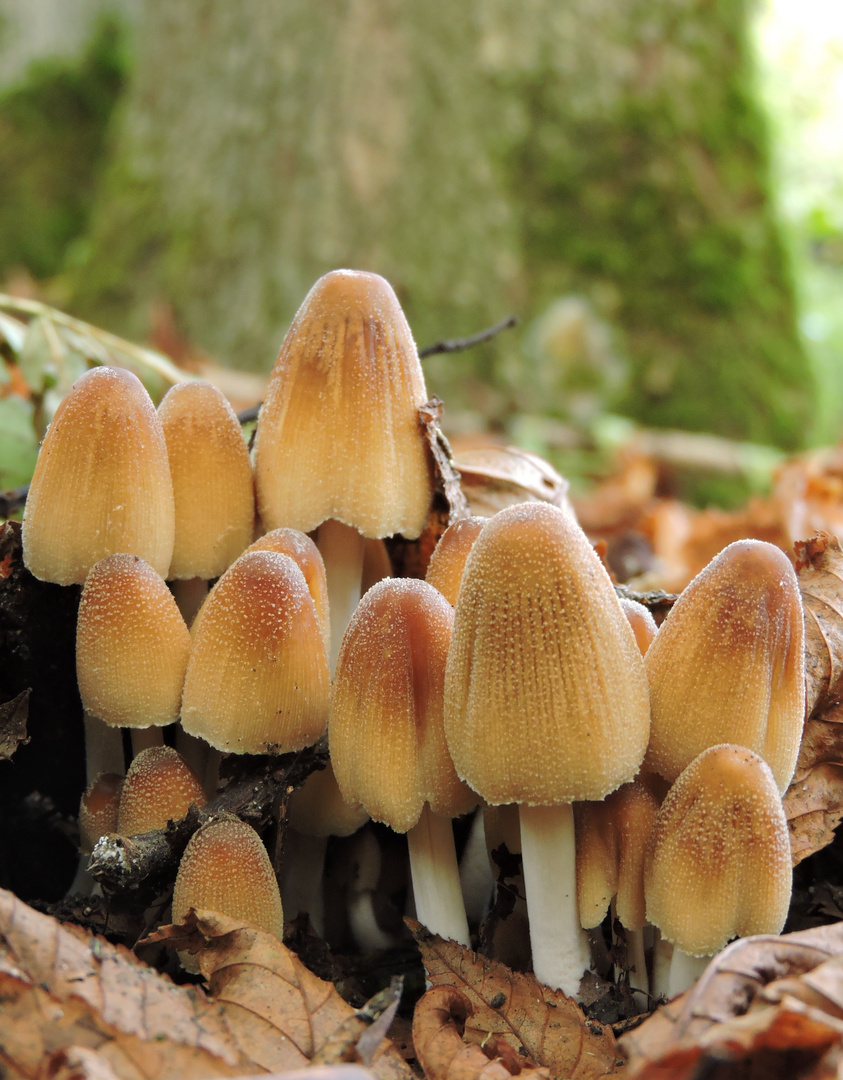 Gemeiner Glimmertintling (Coprinellus micaceus)