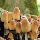 Gemeiner Glimmertintling (Coprinellus micaceus)