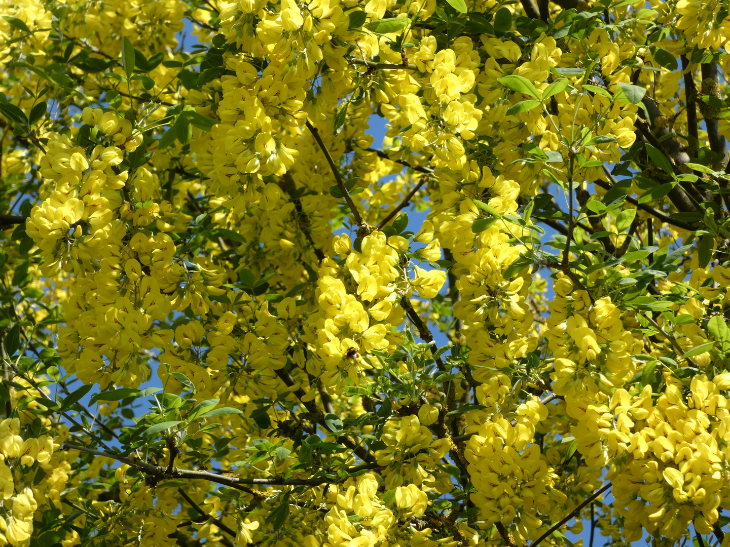 Gemeiner Goldregen mit Hummel