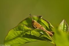 Gemeiner GrasHüpfer 2/09 - Weibchen