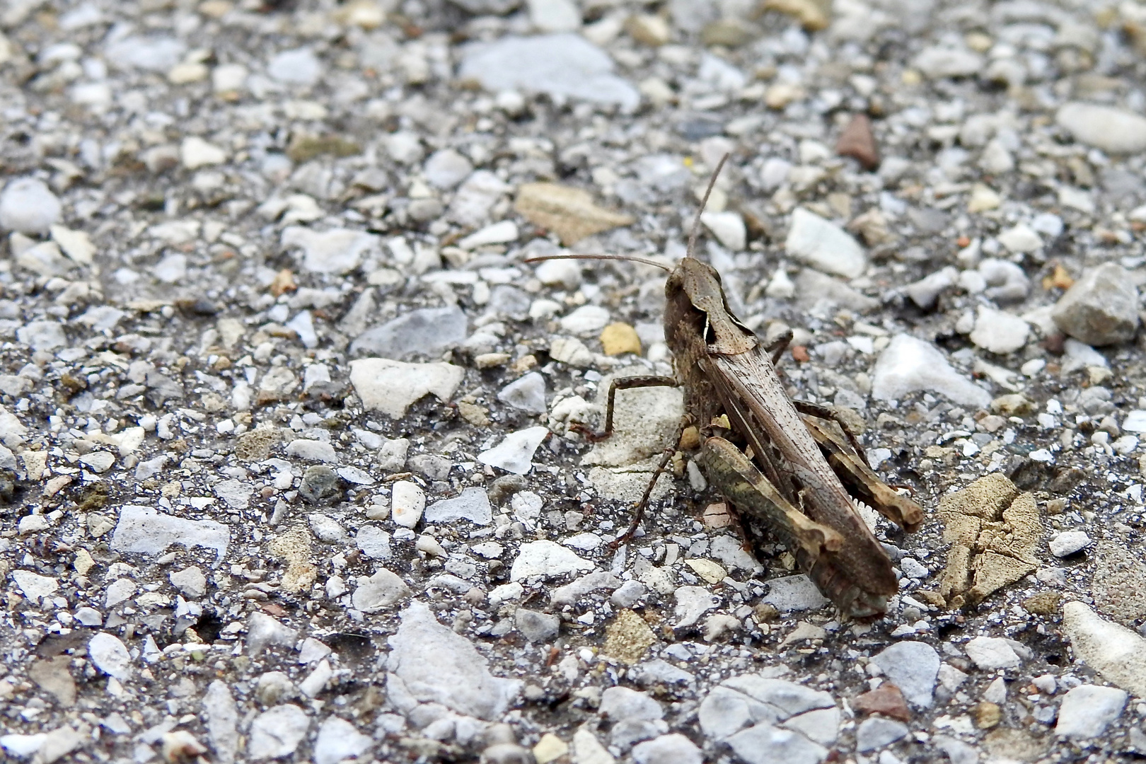 Gemeiner Grashüpfer