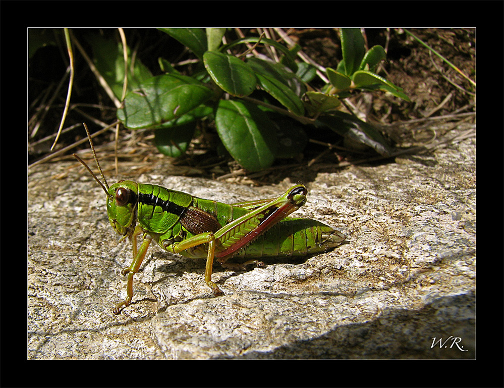 Gemeiner Grashüpfer (Chorthippus biguttulus)