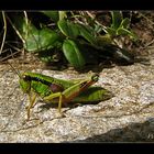 Gemeiner Grashüpfer (Chorthippus biguttulus)