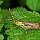 Gemeiner Grashüpfer (Chorthippus parallelus).....