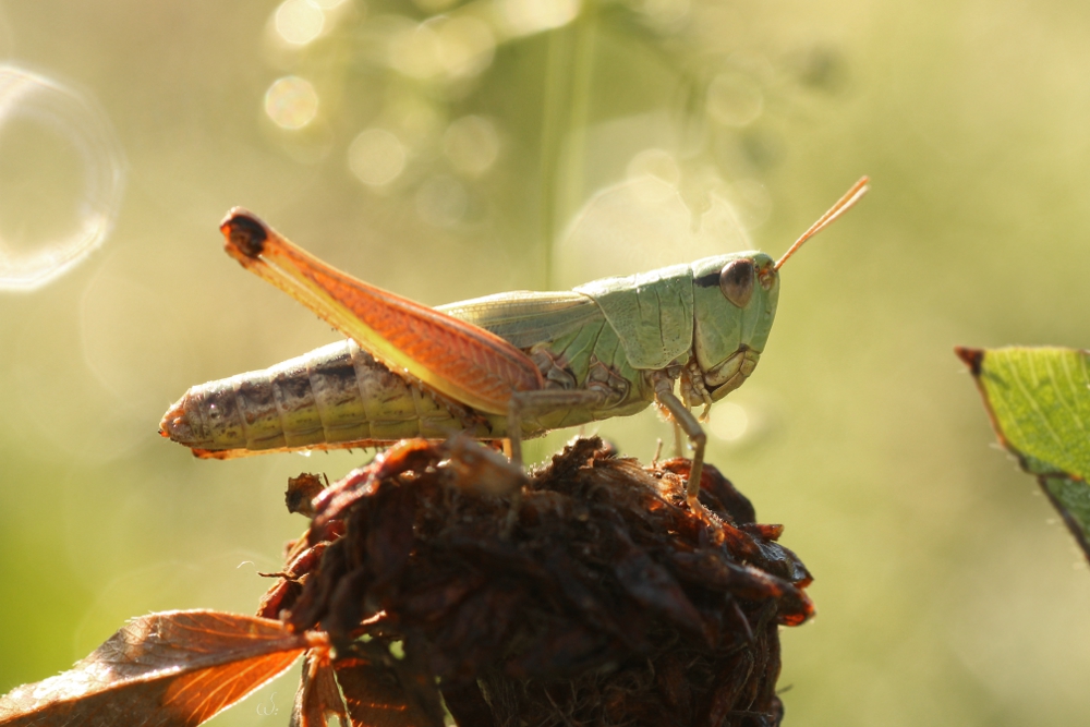 Gemeiner Grashüpfer (Chorthippus parallelus)