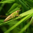 *Gemeiner Grashüpfer* (Chorthippus parallelus)