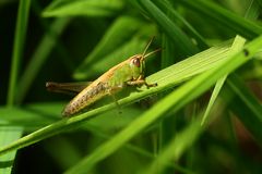 *Gemeiner Grashüpfer* (Chorthippus parallelus)