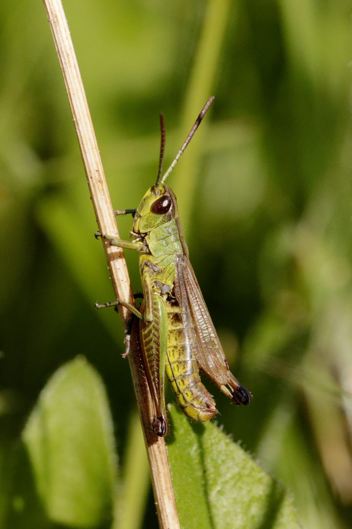 Gemeiner Grashüpfer (Chorthippus parallelus)