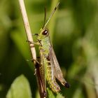 Gemeiner Grashüpfer (Chorthippus parallelus)