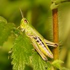 Gemeiner Grashüpfer, Chorthippus parallelus