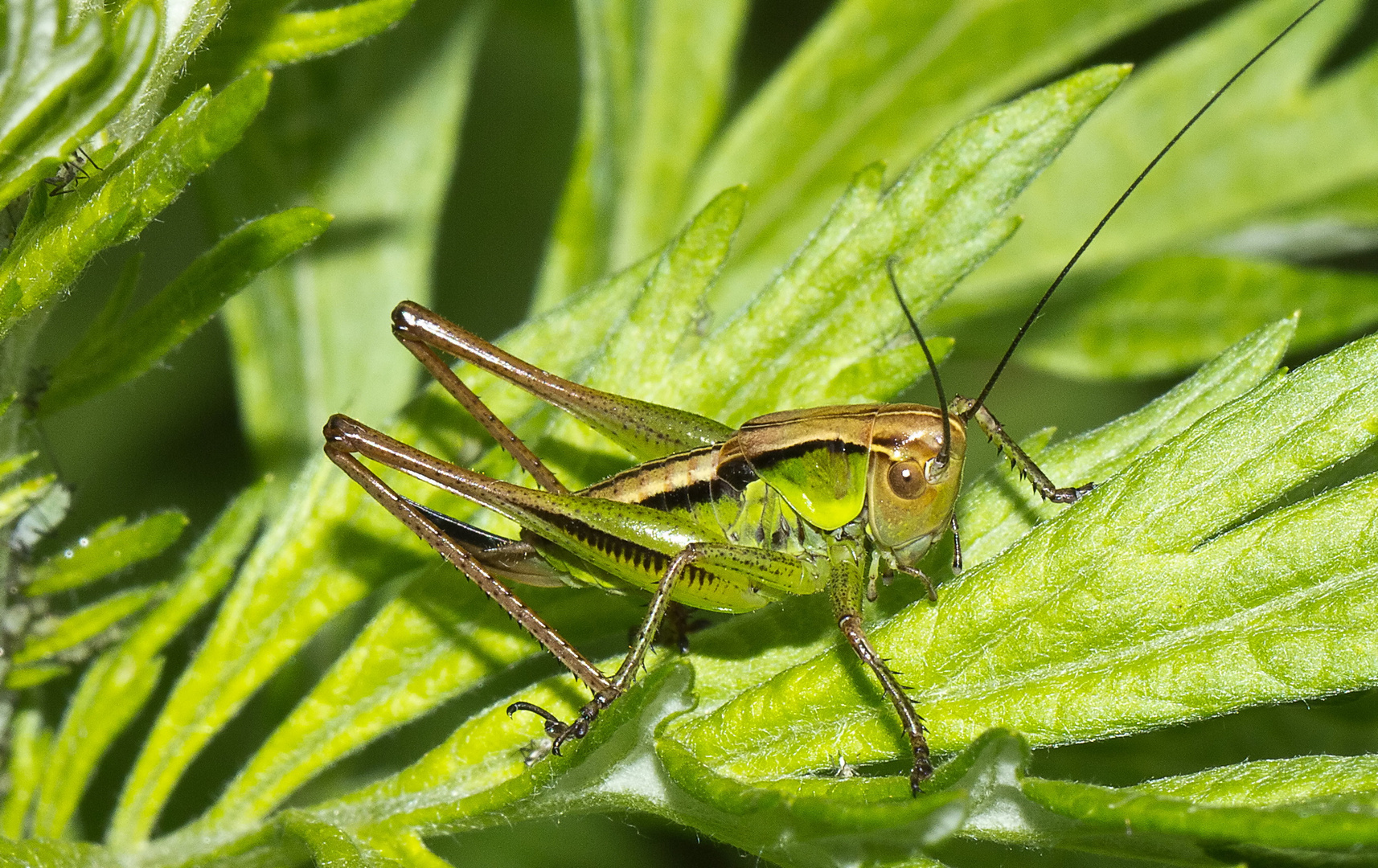 Gemeiner Grashüpfer (Chorthippus parallelus),