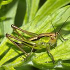 Gemeiner Grashüpfer (Chorthippus parallelus),